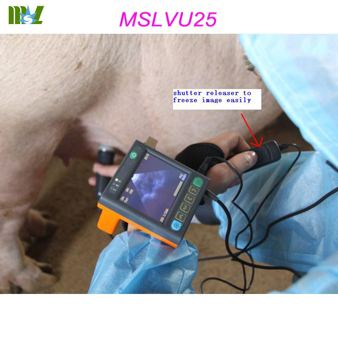 clínica veterinaria
