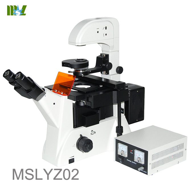 immunofluorescence microscopy