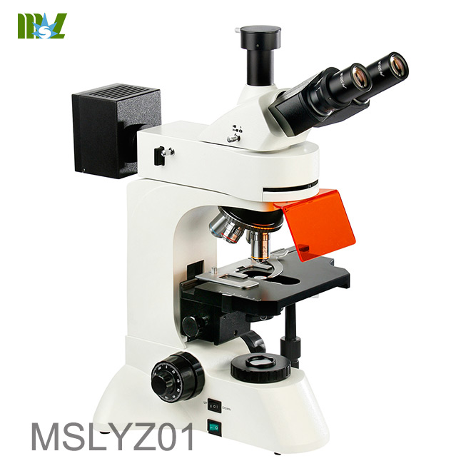 microscopía de inmunofluorescencia