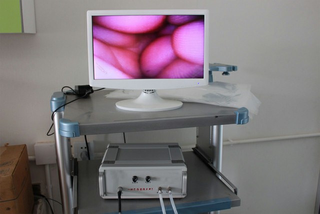inseminación artificial para perros