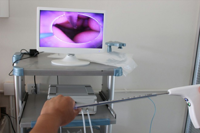 inseminación artificial para perros