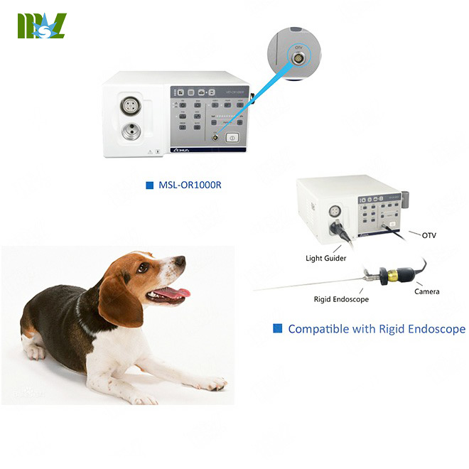 Endoscopia Veterinaria